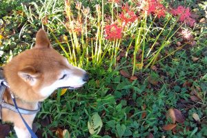 うちの子🐕